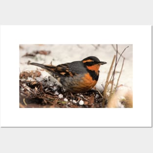 Stunning Varied Thrush on the Snowy Ground Posters and Art